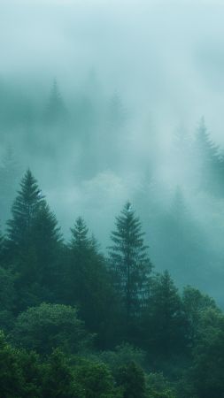 fog wallpaper, lush, wilderness, background for mobile wallpaper (vertical)