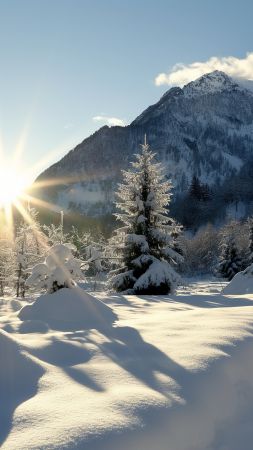 winter forest wallpaper, serene nature, pine tree scenery, background for mobile wallpaper (vertical)
