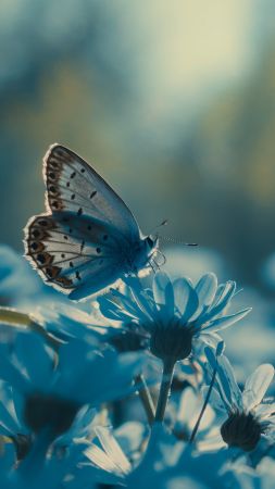 butterfly wallpaper, azure, nature, background for mobile wallpaper (vertical)