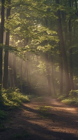 Forest wallpaper, trees, scenic, background for mobile wallpaper (vertical)