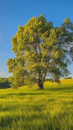 Meadows wallpaper, trees, vibrant, background for mobile wallpaper (vertical)