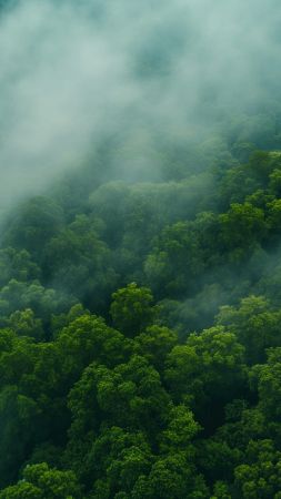 forest wallpaper, lush greenery, nature, background for mobile wallpaper (vertical)