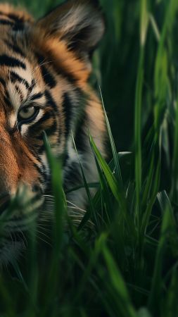 tiger wallpaper, stunning, Sumatran, background for mobile wallpaper (vertical)