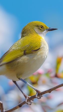 Japanese bird wallpaper, vibrant flowers, spring, background for mobile wallpaper (vertical)