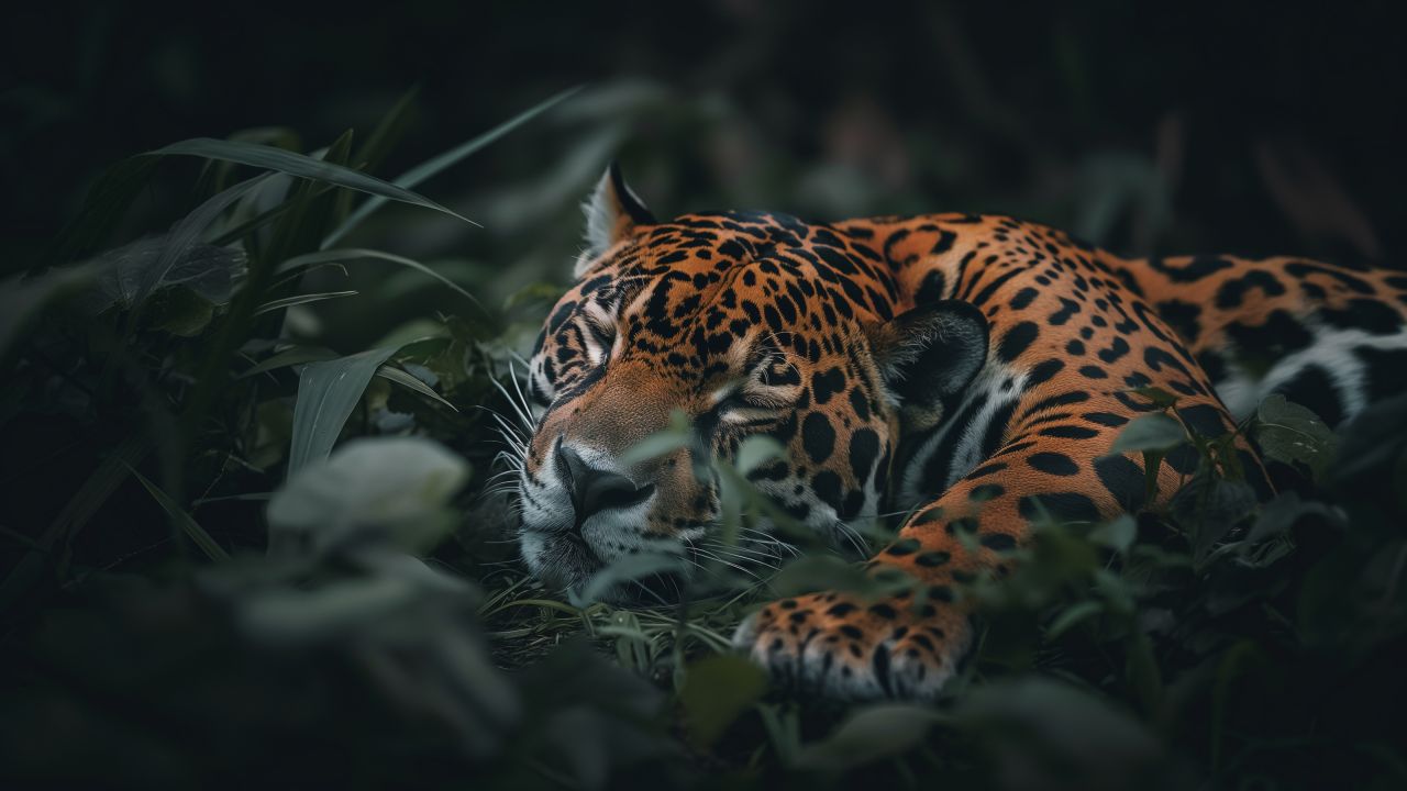 jaguar wallpaper, wild, endangered species, background for desktop wallpaper (horizontal)