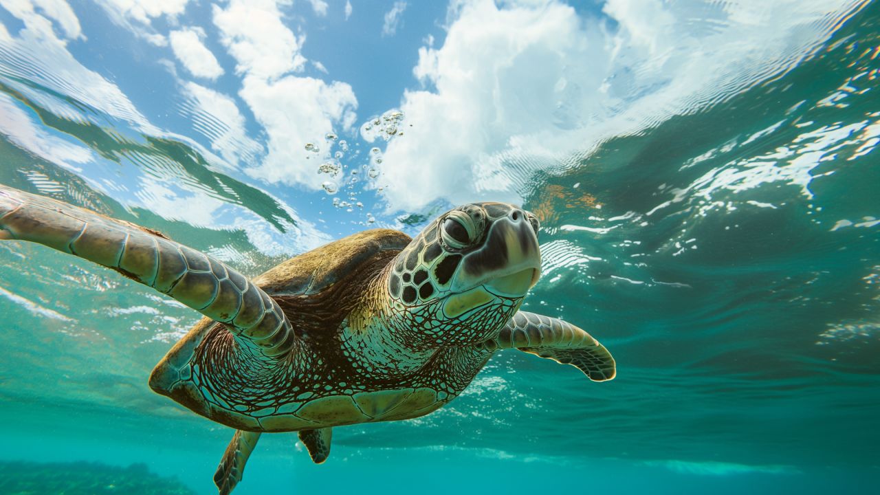 turtle under water