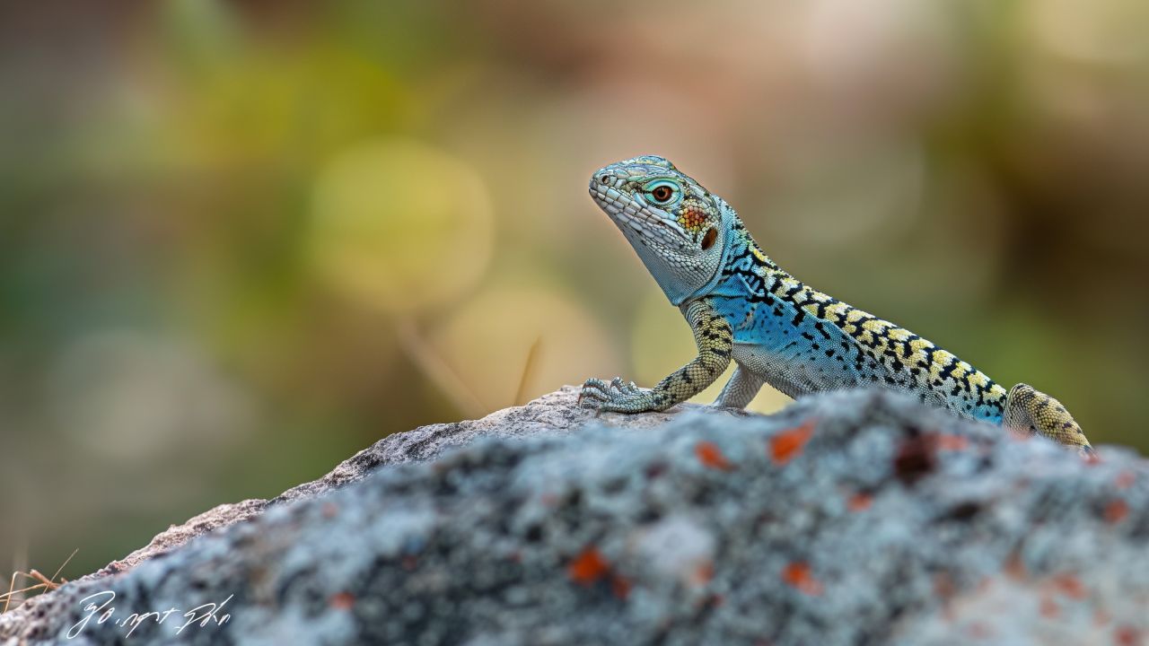 Crotaphytus collaris wallpaper, nature, vibrant colors, background for desktop wallpaper (horizontal)