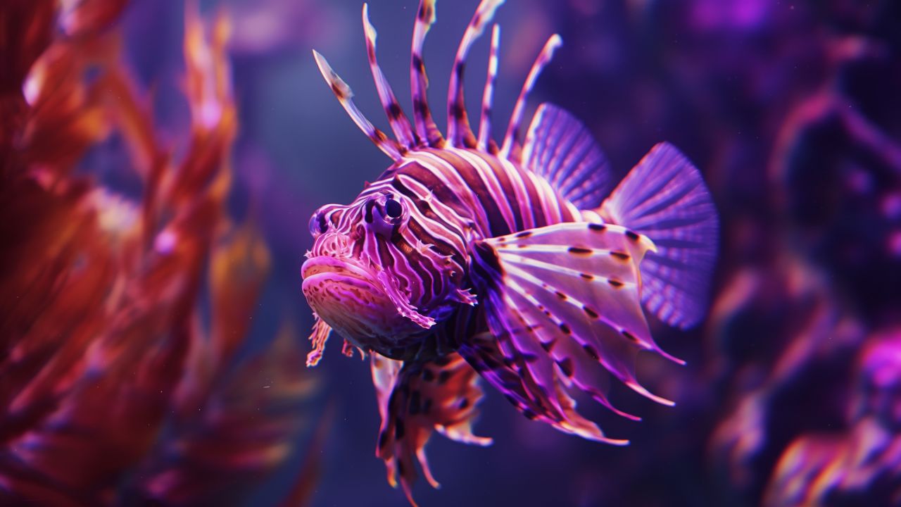 lionfish wallpaper, underwater, diving, background for desktop wallpaper (horizontal)
