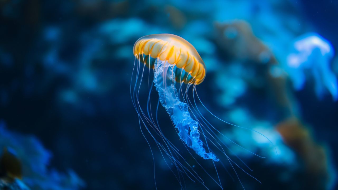 sea nettle wallpaper, underwater, 4k, background for desktop wallpaper (horizontal)