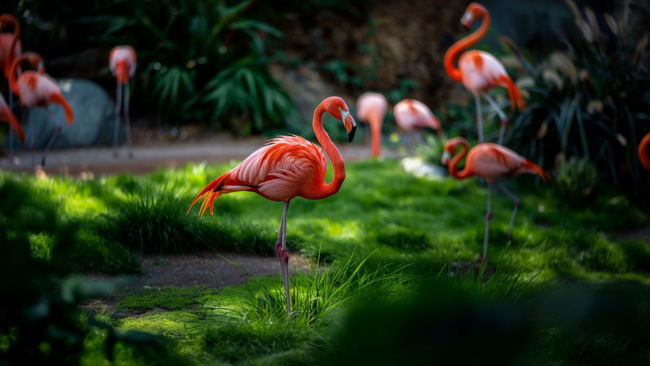 flamingo wallpaper, bird, Sun Diego, background for desktop wallpaper (horizontal)