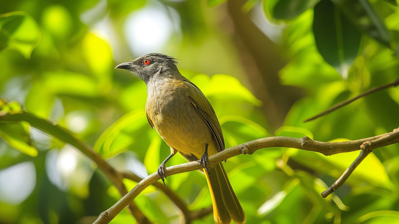 Stripe Throated Bulbul wallpaper, birdwatching, tropical, background for desktop wallpaper (horizontal)