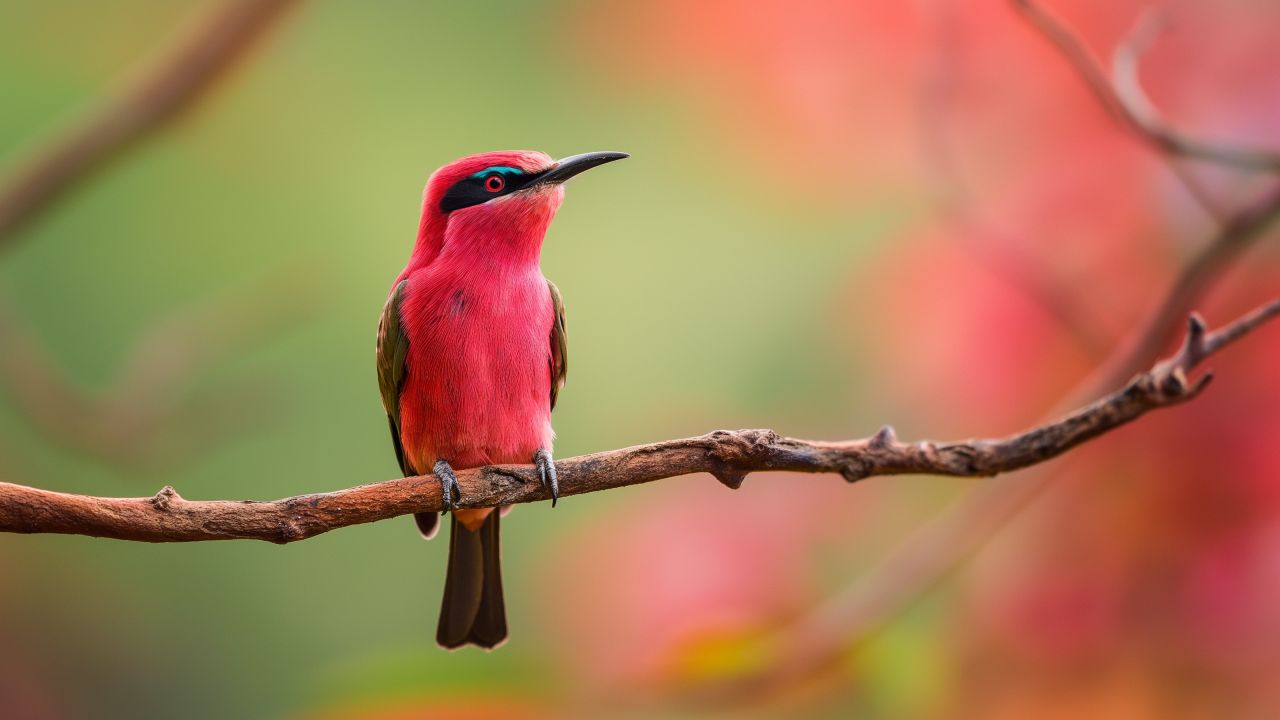 Northern carmine bee-eater wallpaper, vibrant pink, Central African Republic, background for desktop wallpaper (horizontal)