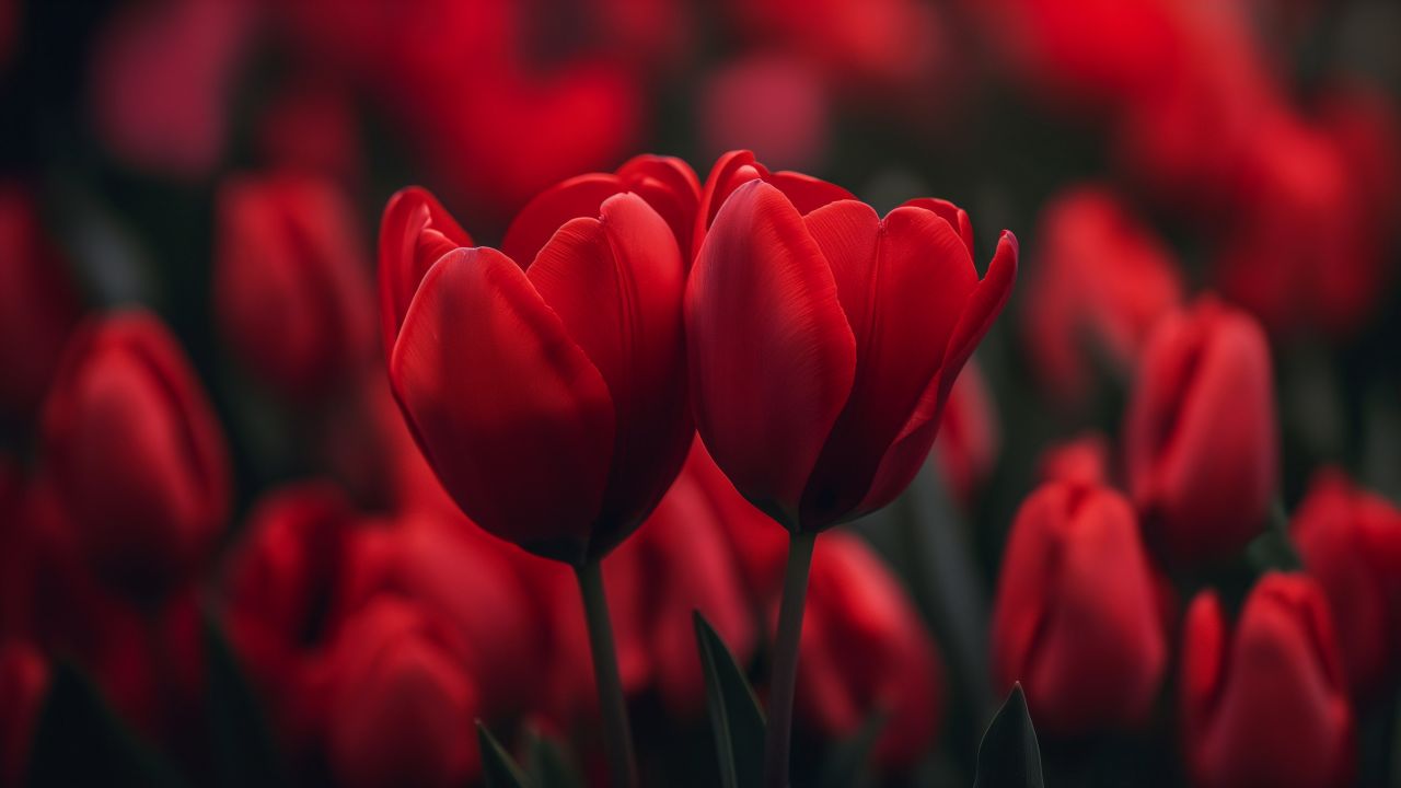 tulips wallpaper, vibrant blooms, love celebration, background for desktop wallpaper (horizontal)