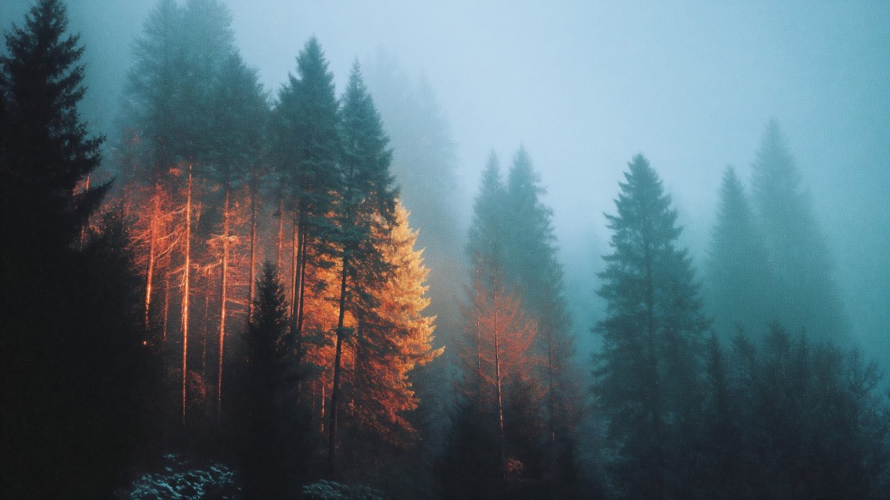 autumn forest wallpaper, woodland trails, warm hues, background for desktop wallpaper (horizontal)