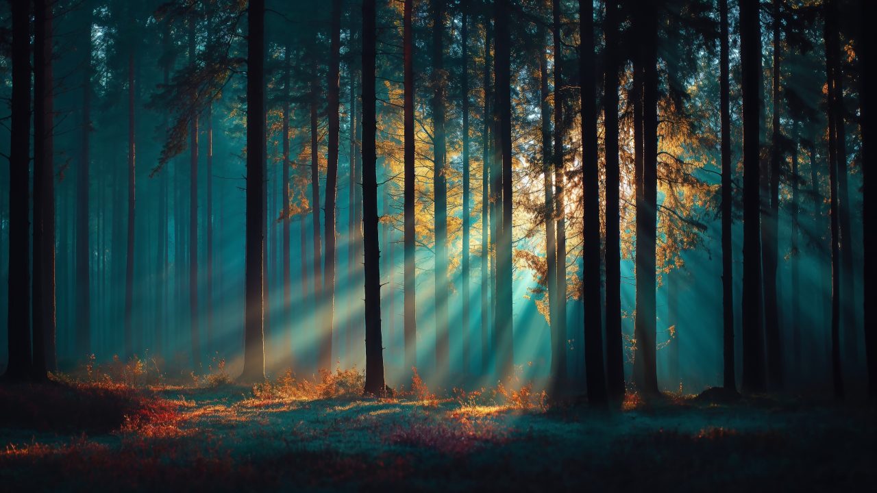 whimsical woods wallpaper, surreal imagery, dreamy colors, background for desktop wallpaper (horizontal)