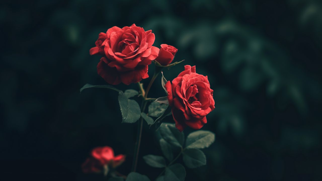 Roses wallpaper, flower bouquet, vibrant, background for desktop wallpaper (horizontal)