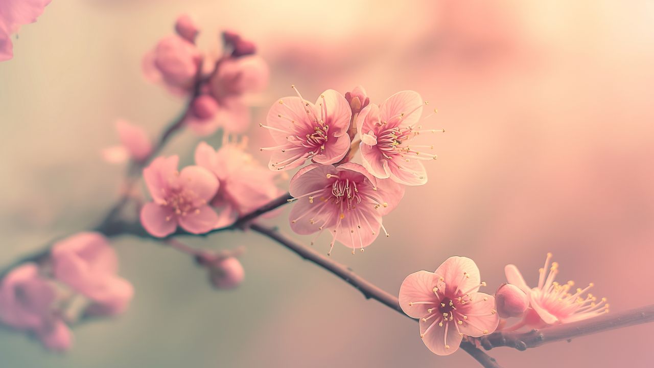 cherry wallpaper, spring, blooming, background for desktop wallpaper (horizontal)