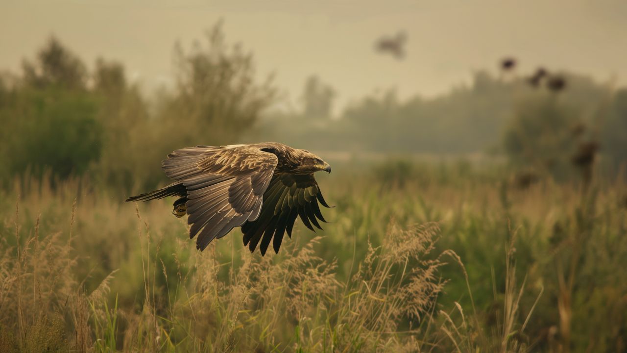 Eagle wallpaper, wildlife, green, background for desktop wallpaper (horizontal)