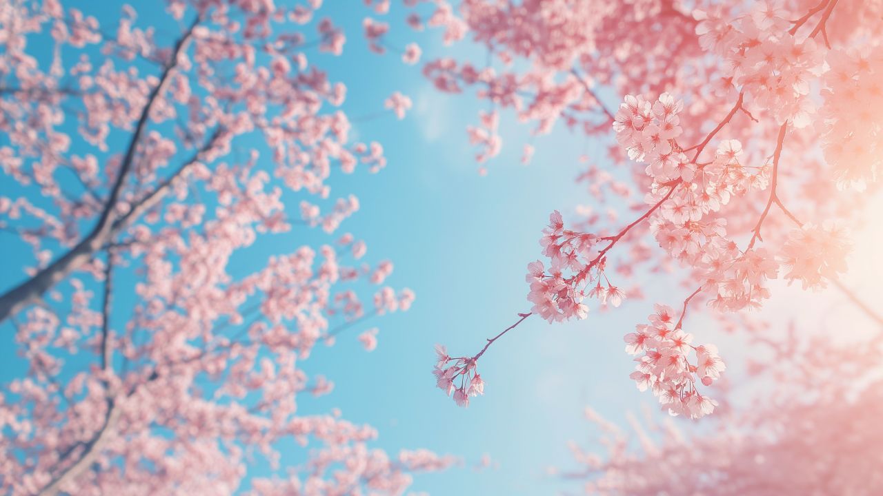 trees wallpaper, spring blossoms, nature scenery, background for desktop wallpaper (horizontal)