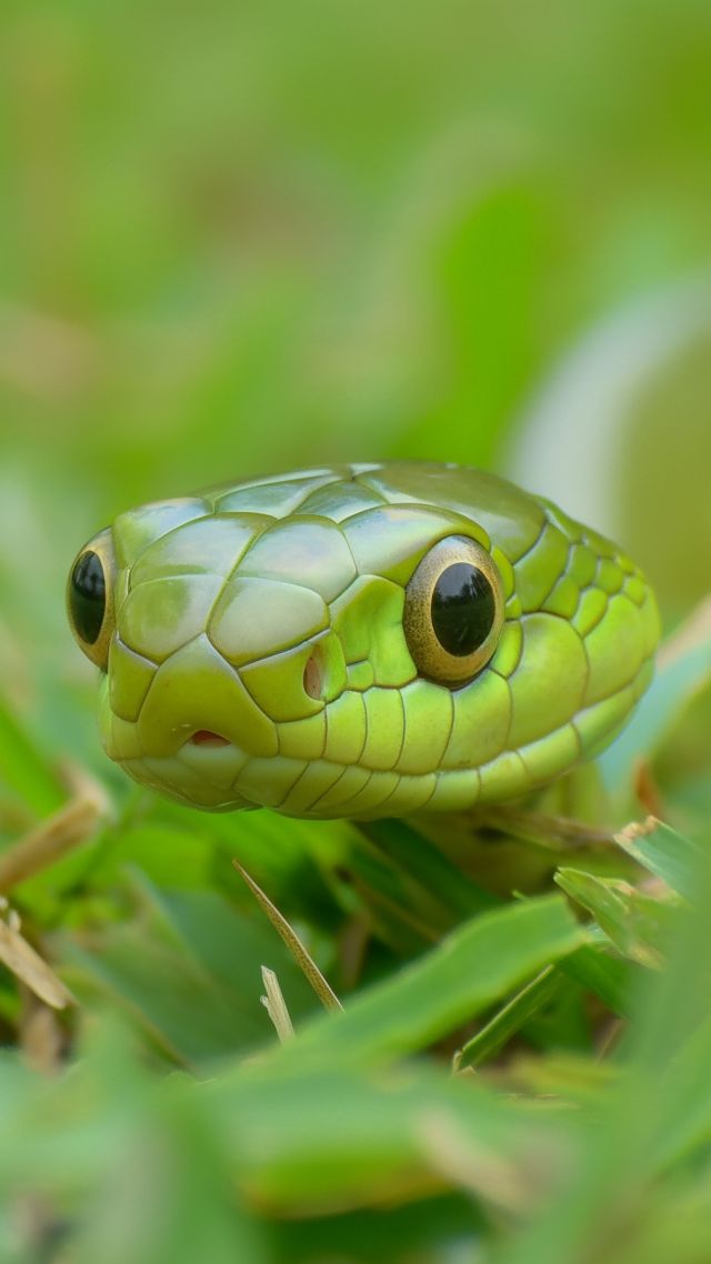 Sunbeam snake wallpaper, holographic, tourism, background for mobile wallpaper (vertical)