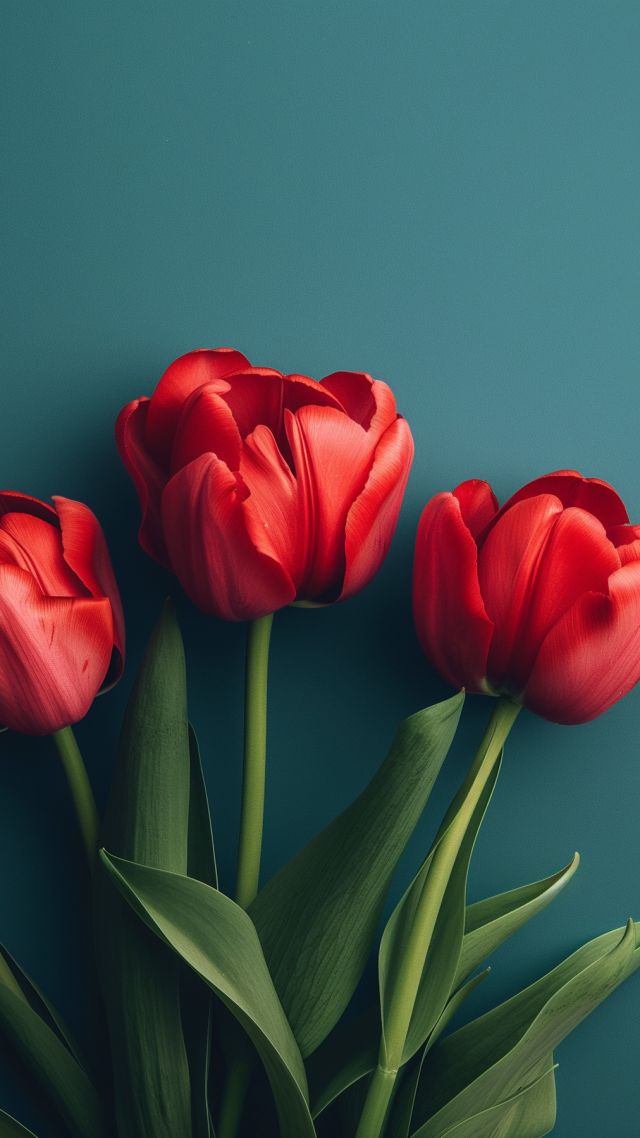 tulip wallpaper, flower, stem, background for mobile wallpaper (vertical)