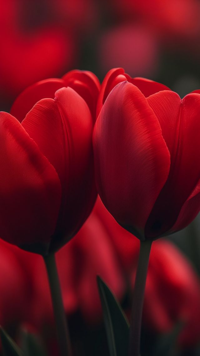 tulips wallpaper, vibrant blooms, love celebration, background for mobile wallpaper (vertical)