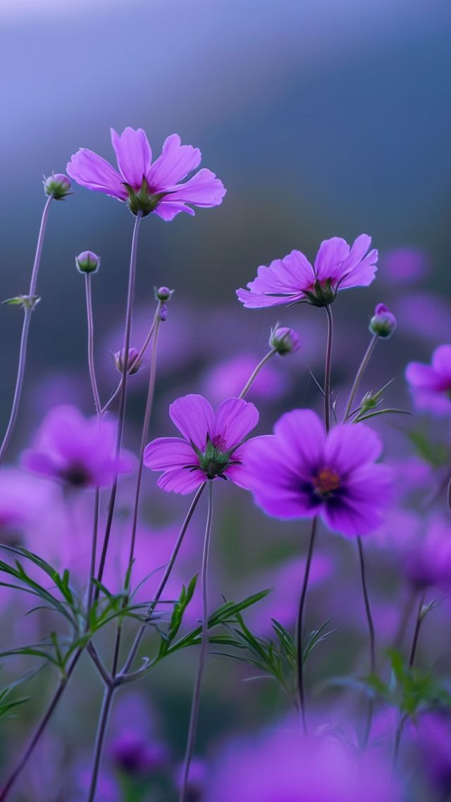 wildflowers wallpaper, purple blooms, floral landscape, background for mobile wallpaper (vertical)