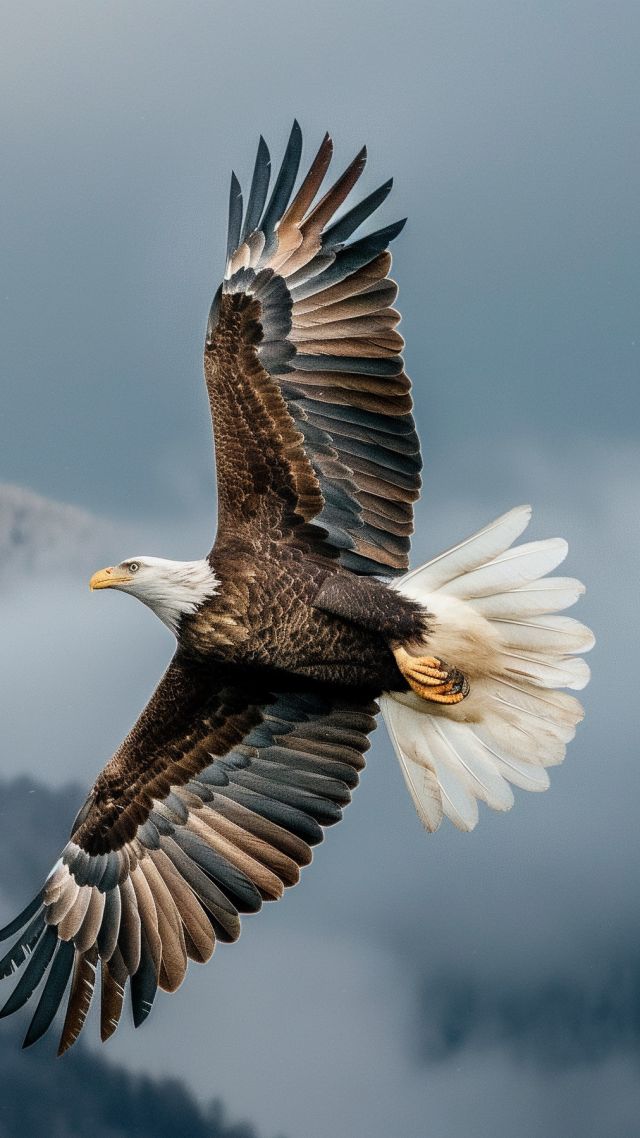 Eagle wallpaper, clouds, wilderness, background for mobile wallpaper (vertical)