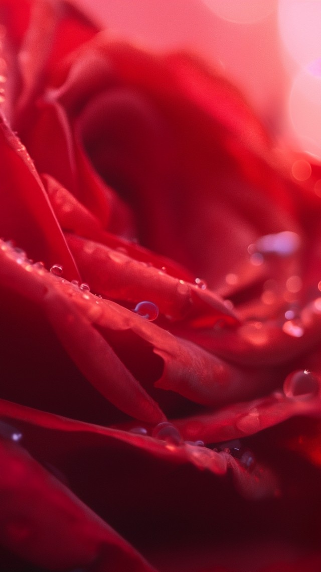 Rose wallpaper, red flower, botanical, background for mobile wallpaper (vertical)