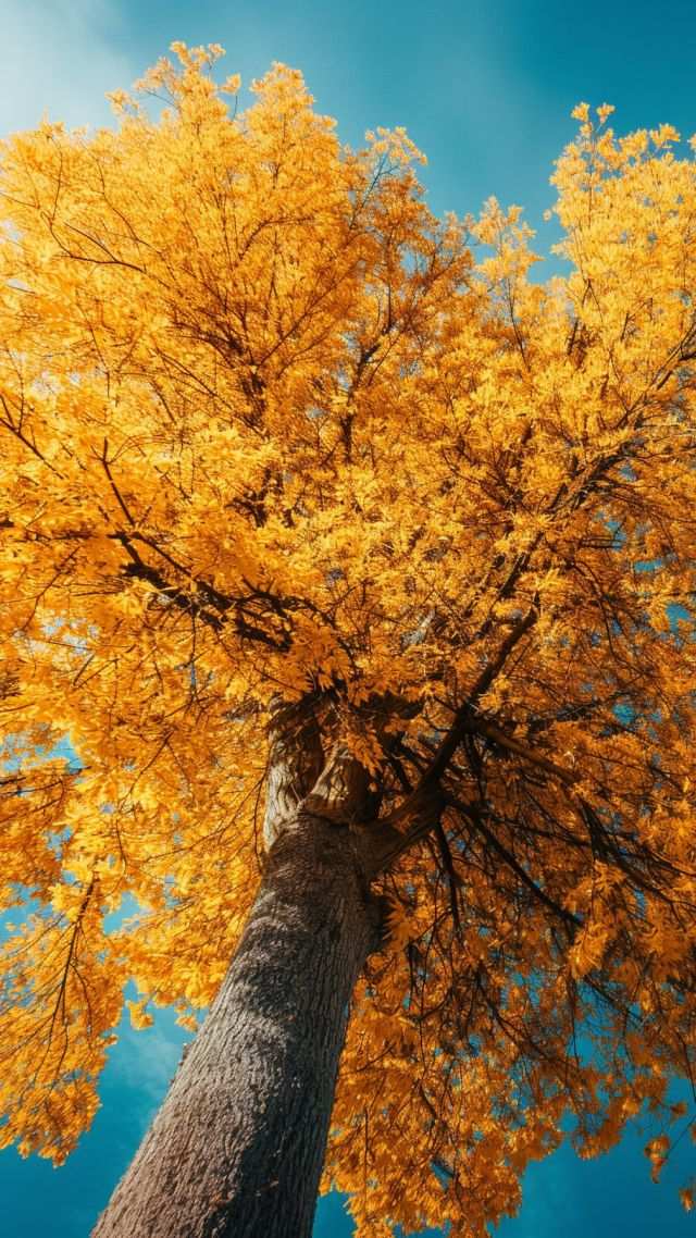 Tree wallpaper, yellow leaves, fall foliage, background for mobile wallpaper (vertical)